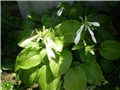 hosta